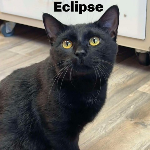 Eclipse 240525, an adoptable Domestic Short Hair in Escanaba, MI, 49829 | Photo Image 1