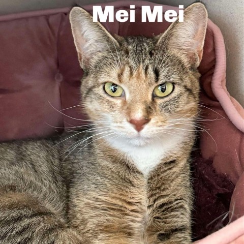 Mei Mei 240652, an adoptable Domestic Short Hair in Escanaba, MI, 49829 | Photo Image 1