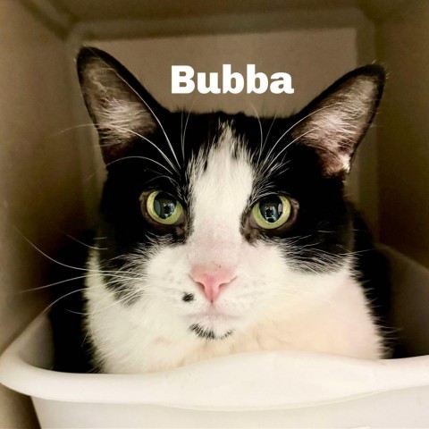 Bubba 240672, an adoptable Domestic Short Hair in Escanaba, MI, 49829 | Photo Image 1