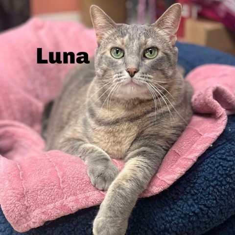 Luna 240568, an adoptable Domestic Short Hair in Escanaba, MI, 49829 | Photo Image 1