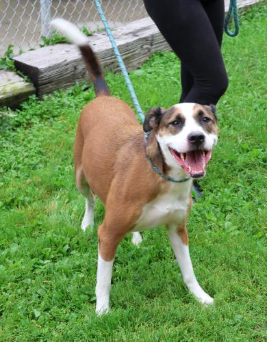 Gil, an adoptable Pit Bull Terrier, Labrador Retriever in Thief River Falls, MN, 56701 | Photo Image 1