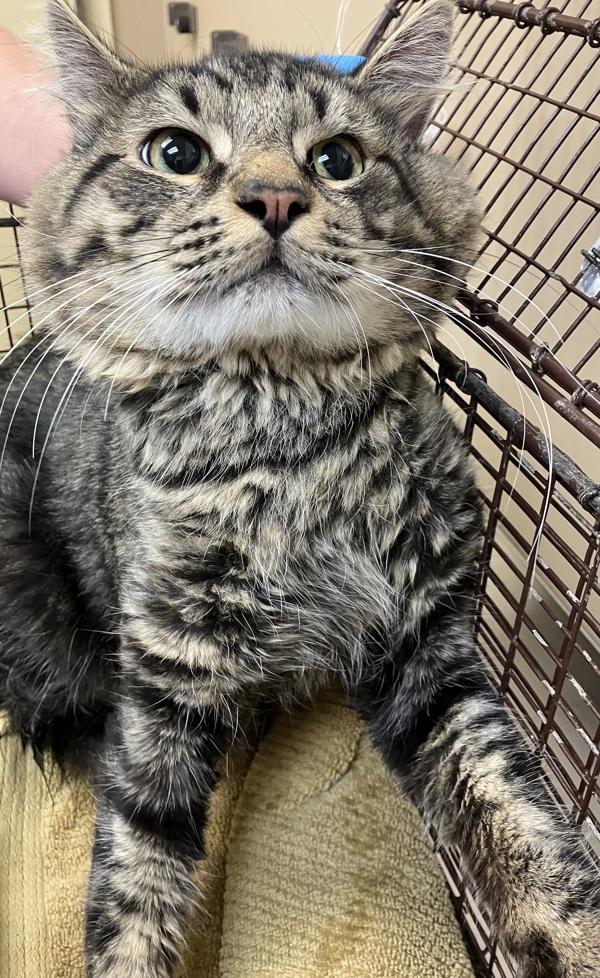 Luke, an adoptable Domestic Short Hair in Spokane Valley, WA, 99212 | Photo Image 1