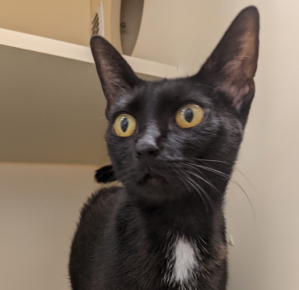 Shadow At Petco Bremerton 1