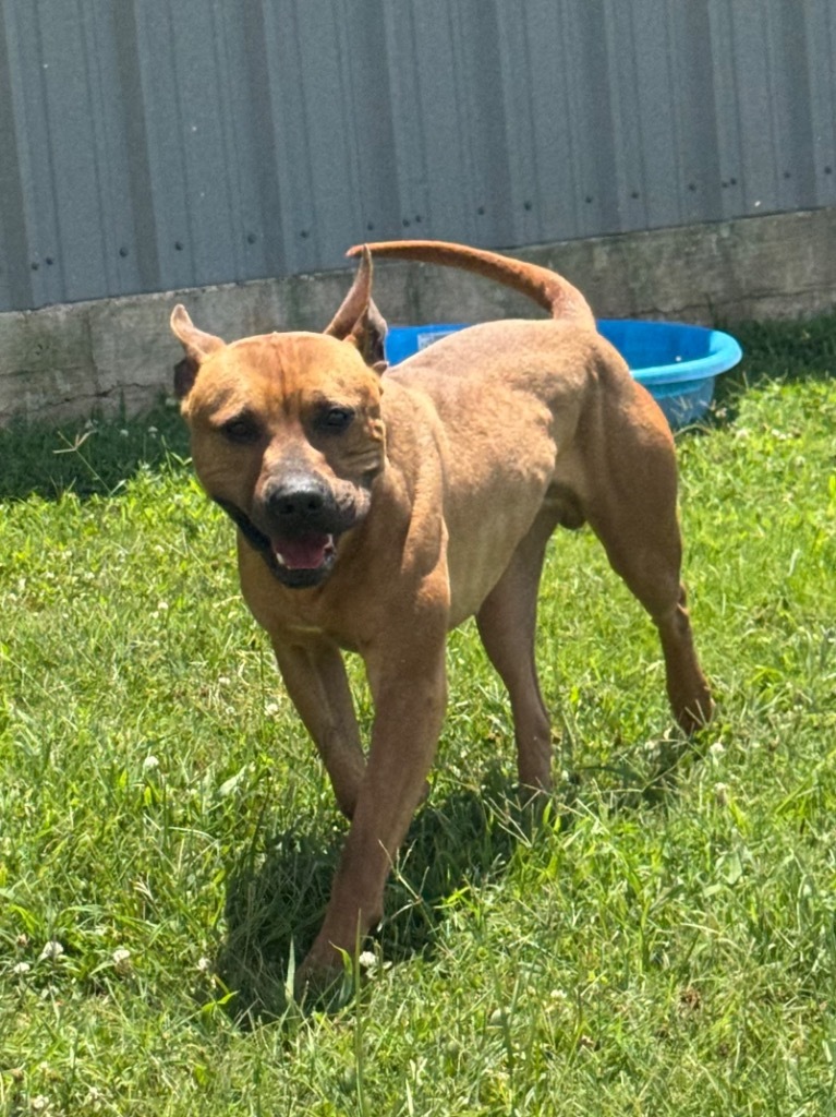 Dawson, an adoptable Terrier in Bossier City, LA, 71111 | Photo Image 1