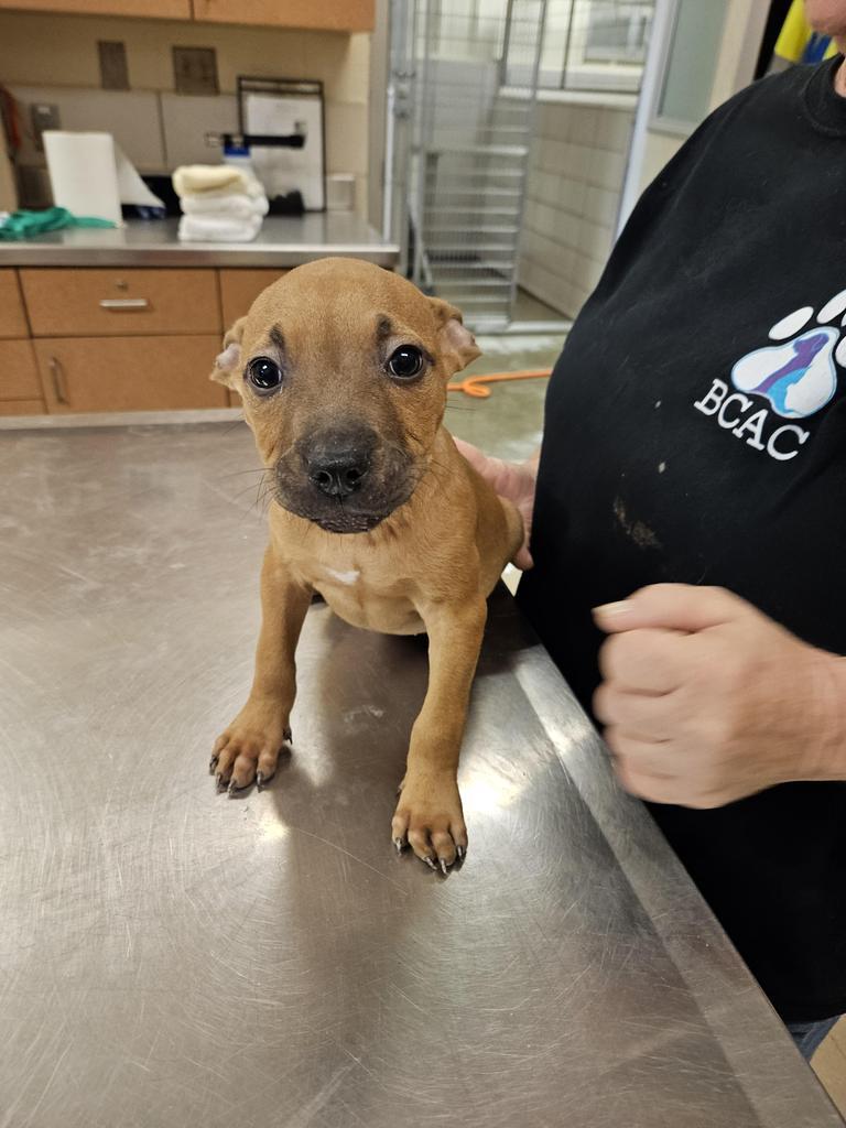Dawson, an adoptable Terrier in Bossier City, LA, 71111 | Photo Image 3