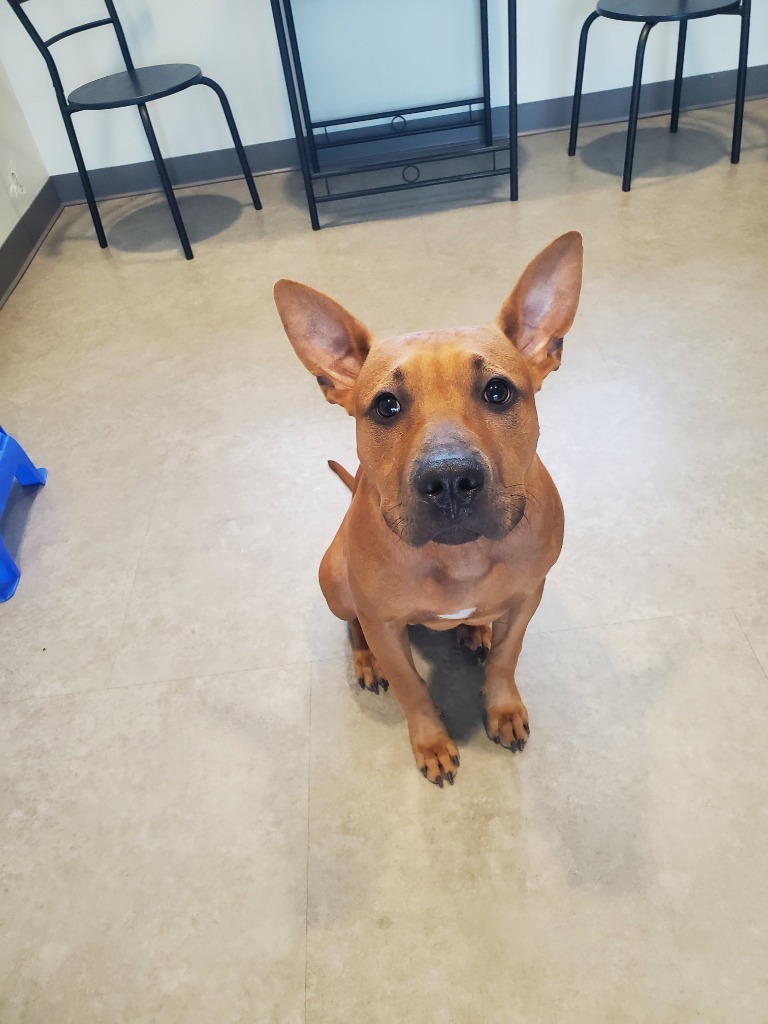Dawson, an adoptable Terrier in Bossier City, LA, 71111 | Photo Image 5