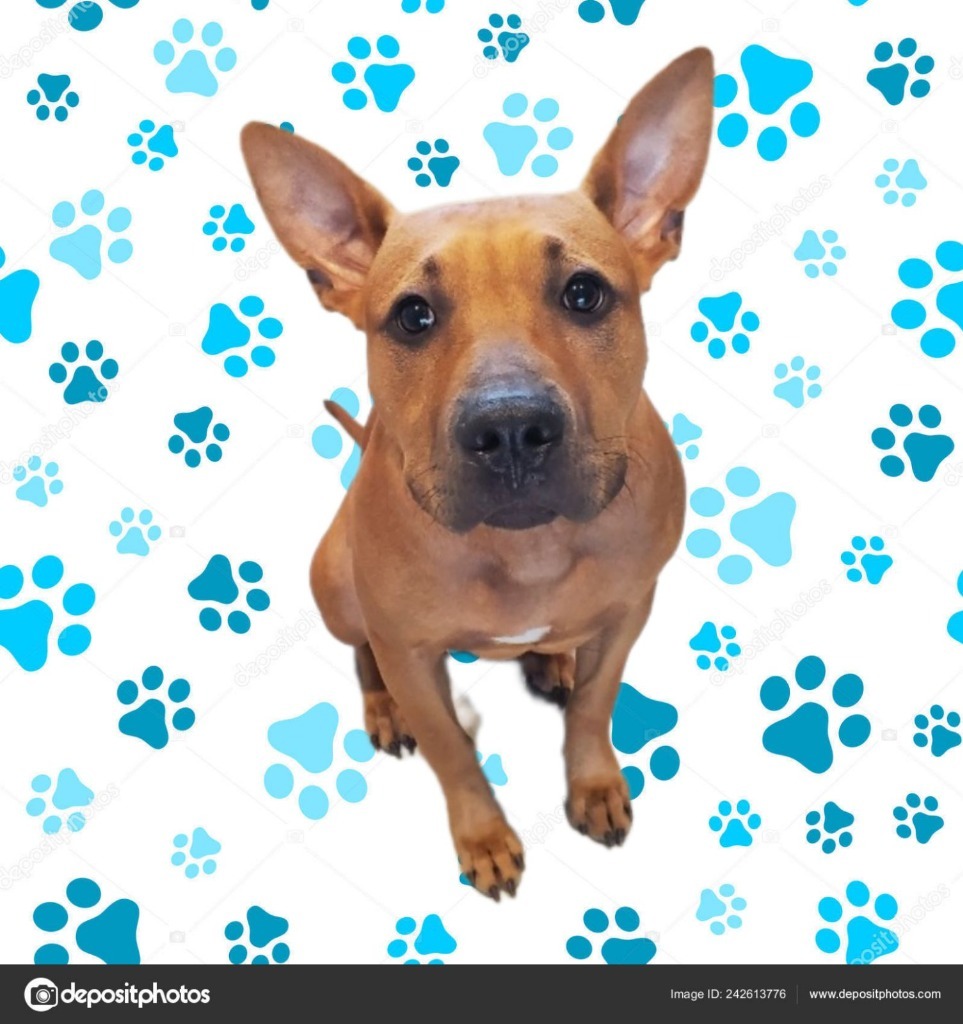 Dawson, an adoptable Terrier in Bossier City, LA, 71111 | Photo Image 6