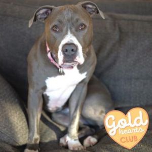 Lexi, Adult Female Pit Bull Terrier