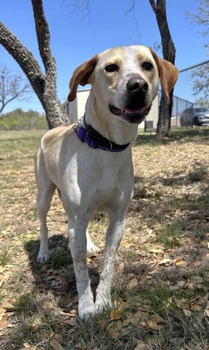 Harbor, an adoptable Mixed Breed in Buchanan Dam, TX, 78609 | Photo Image 1