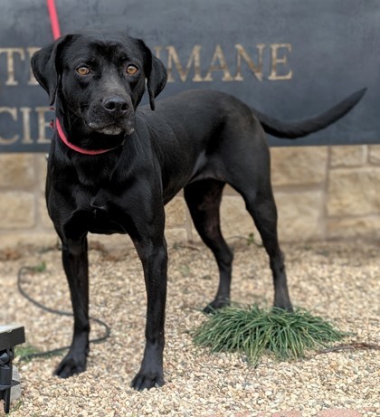 Della, an adoptable Labrador Retriever, Mixed Breed in Buchanan Dam, TX, 78609 | Photo Image 1