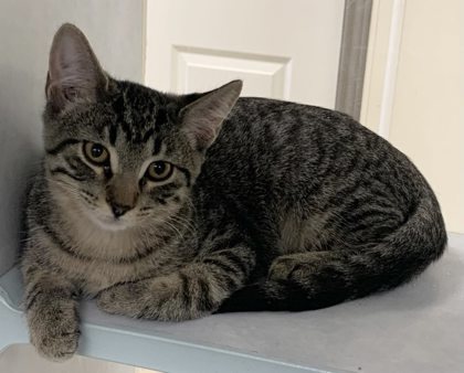 Bryn, an adoptable Domestic Short Hair in Buchanan Dam, TX, 78609 | Photo Image 1