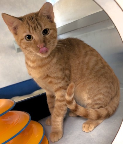 Slinky, an adoptable Domestic Short Hair in Buchanan Dam, TX, 78609 | Photo Image 1