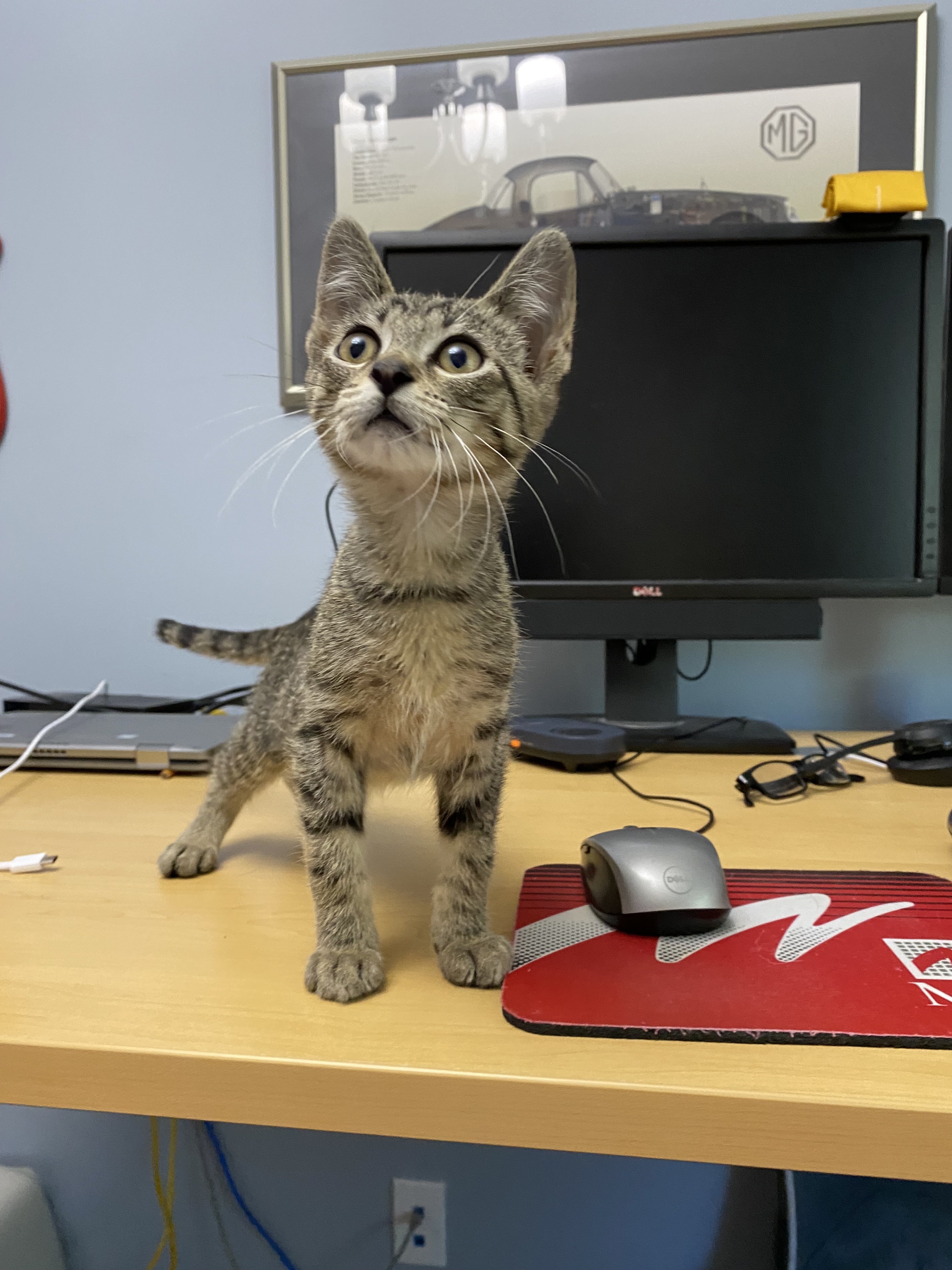 Bosley, an adoptable Domestic Short Hair in Steinbach, MB, R5G 2B2 | Photo Image 6