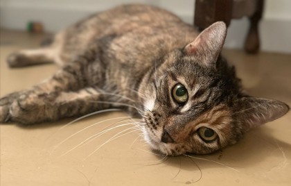 Chiquita, an adoptable Domestic Short Hair in Walla Walla, WA, 99362 | Photo Image 2