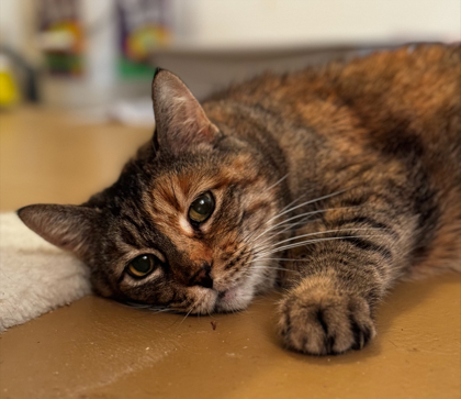 Chiquita, an adoptable Domestic Short Hair in Walla Walla, WA, 99362 | Photo Image 2