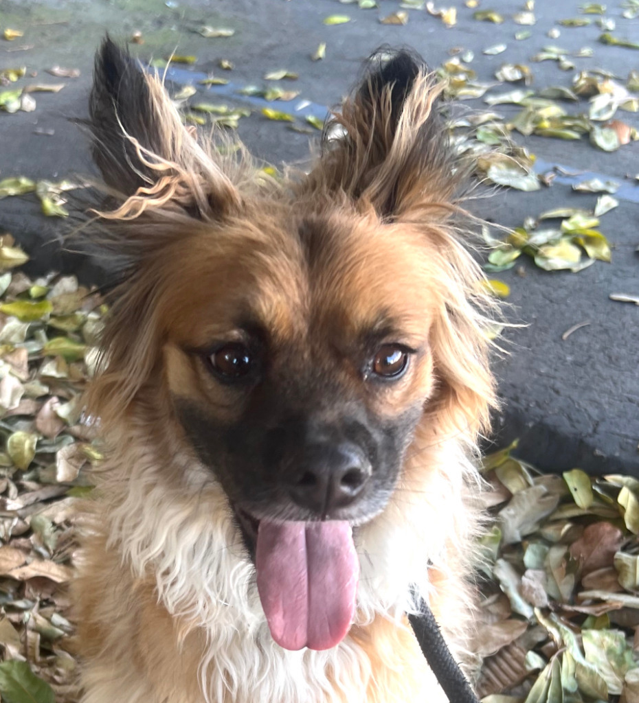 Muncy - Foster or Adopt Me!, an adoptable Papillon, Shepherd in Anaheim, CA, 92801 | Photo Image 1