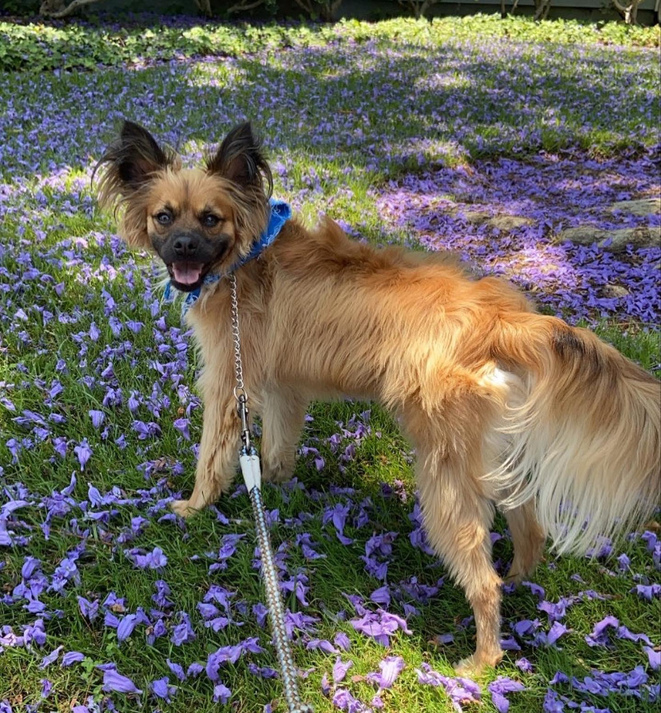 Muncy - Foster or Adopt Me!, an adoptable Papillon, Shepherd in Anaheim, CA, 92801 | Photo Image 2