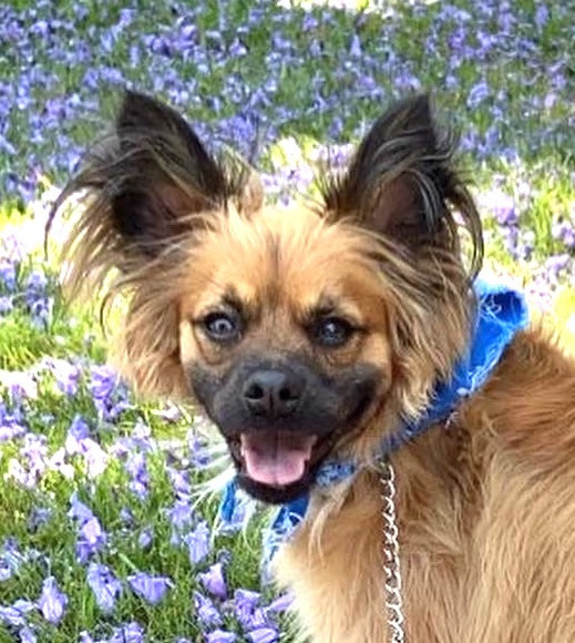 Muncy - Foster or Adopt Me!, an adoptable Papillon, Shepherd in Anaheim, CA, 92801 | Photo Image 3