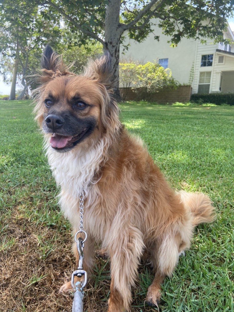 Muncy - Foster or Adopt Me!, an adoptable Papillon, Shepherd in Anaheim, CA, 92801 | Photo Image 4