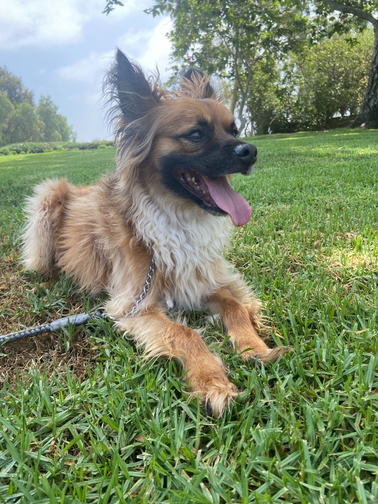 Muncy - Foster or Adopt Me!, an adoptable Papillon, Shepherd in Anaheim, CA, 92801 | Photo Image 5