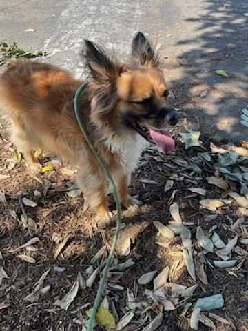 Muncy - Foster or Adopt Me!, an adoptable Papillon, Shepherd in Anaheim, CA, 92801 | Photo Image 6