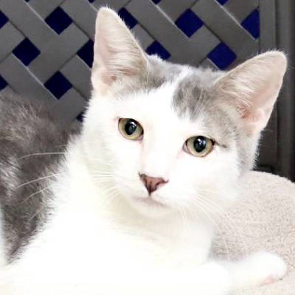 Bullwinkle, an adoptable Domestic Short Hair in Midland, TX, 79706 | Photo Image 1