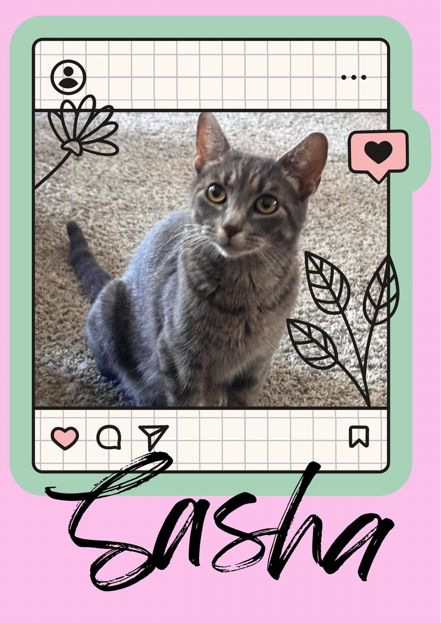 Sasha, an adoptable Domestic Short Hair in Edmond, OK, 73012 | Photo Image 1