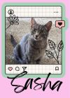 Sasha photo 1
