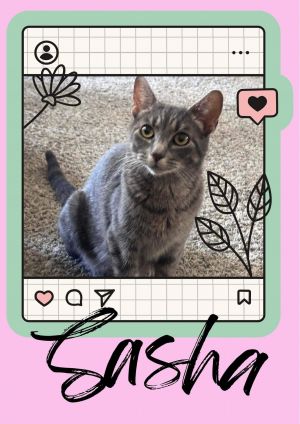 Sasha, Adult Female Domestic Short Hair