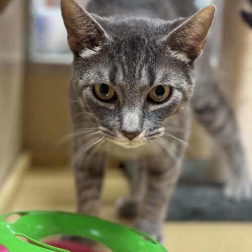 Sasha, an adoptable Domestic Short Hair in Edmond, OK, 73012 | Photo Image 2