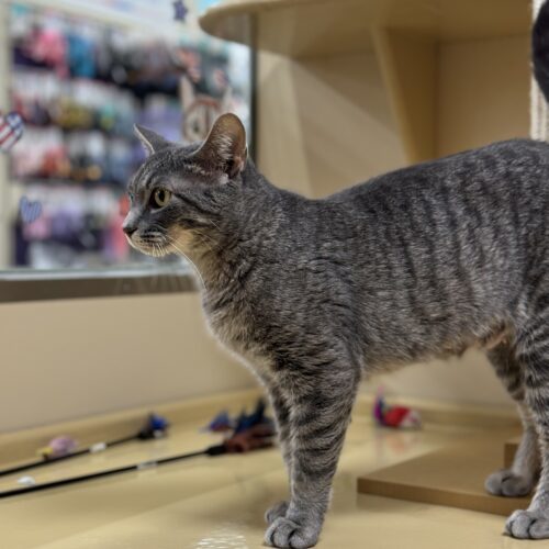 Sasha, an adoptable Domestic Short Hair in Edmond, OK, 73012 | Photo Image 3
