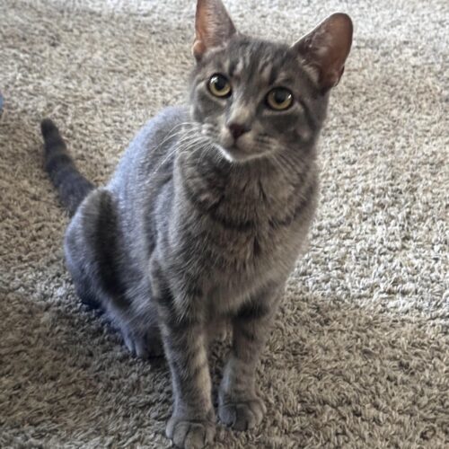 Sasha, an adoptable Domestic Short Hair in Edmond, OK, 73012 | Photo Image 4