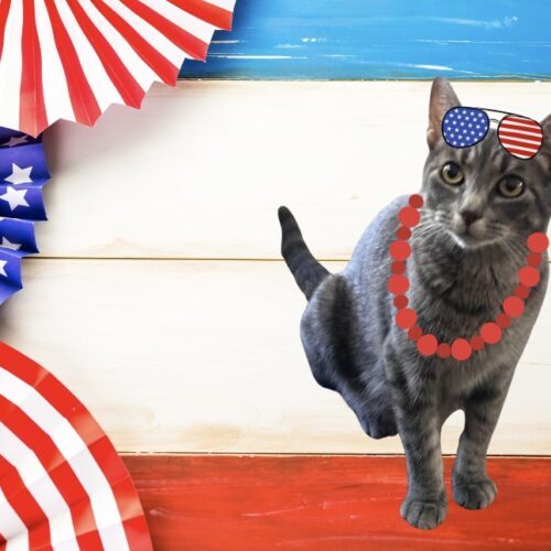 Sasha, an adoptable Domestic Short Hair in Edmond, OK, 73012 | Photo Image 4