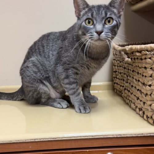 Sasha, an adoptable Domestic Short Hair in Edmond, OK, 73012 | Photo Image 5