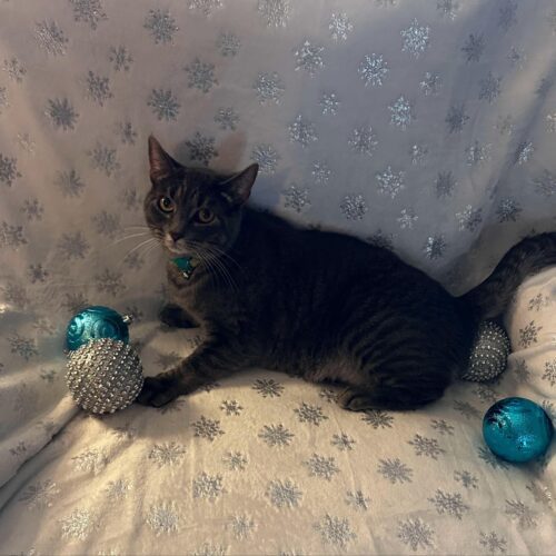 Sasha, an adoptable Domestic Short Hair in Edmond, OK, 73012 | Photo Image 6