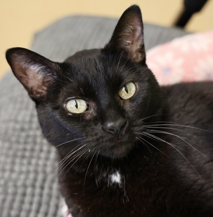 Sylvie, an adoptable Domestic Short Hair in Hastings, MN, 55033 | Photo Image 1