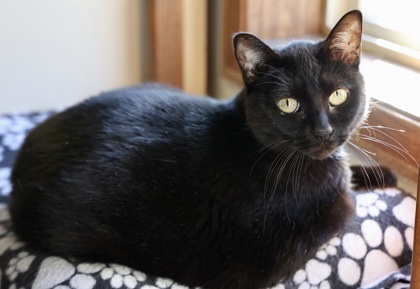 Sylvie, an adoptable Domestic Short Hair in Hastings, MN, 55033 | Photo Image 2