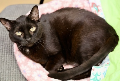 Sylvie, an adoptable Domestic Short Hair in Hastings, MN, 55033 | Photo Image 3