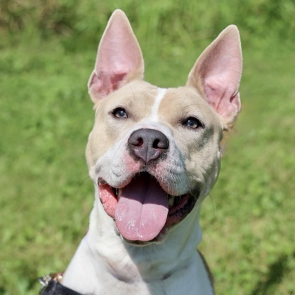 Scarlett, an adoptable American Staffordshire Terrier, Mixed Breed in Hastings, MN, 55033 | Photo Image 1