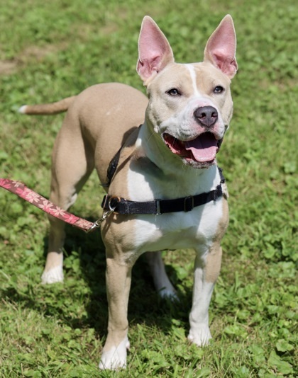 Scarlett, an adoptable American Staffordshire Terrier, Mixed Breed in Hastings, MN, 55033 | Photo Image 2