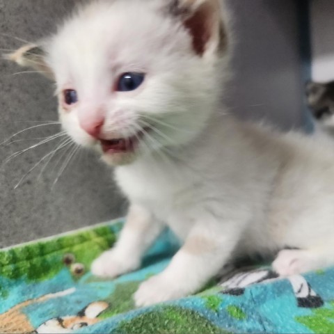 Rosalina, an adoptable Domestic Short Hair in North Battleford, SK, S9A 2M7 | Photo Image 2