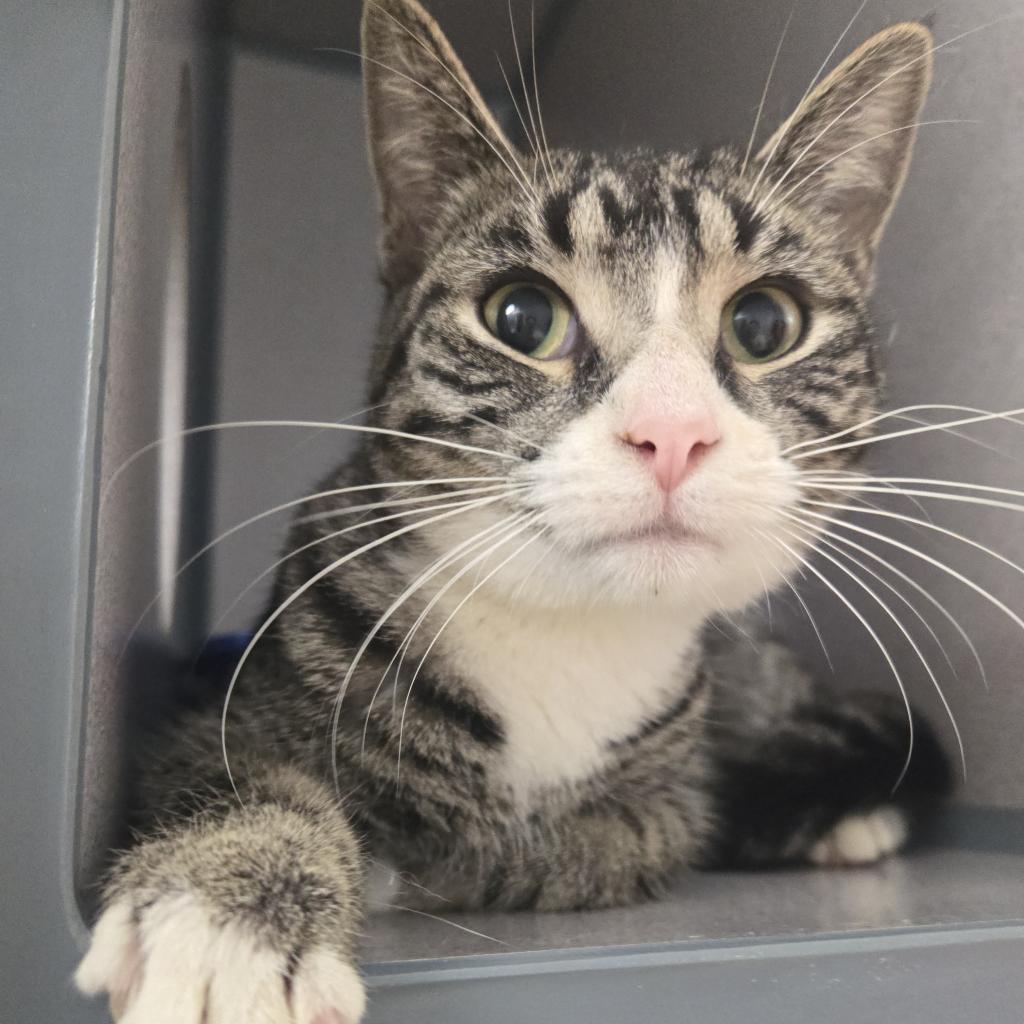 Elizabeth, an adoptable Domestic Short Hair in North Battleford, SK, S9A 2M7 | Photo Image 2