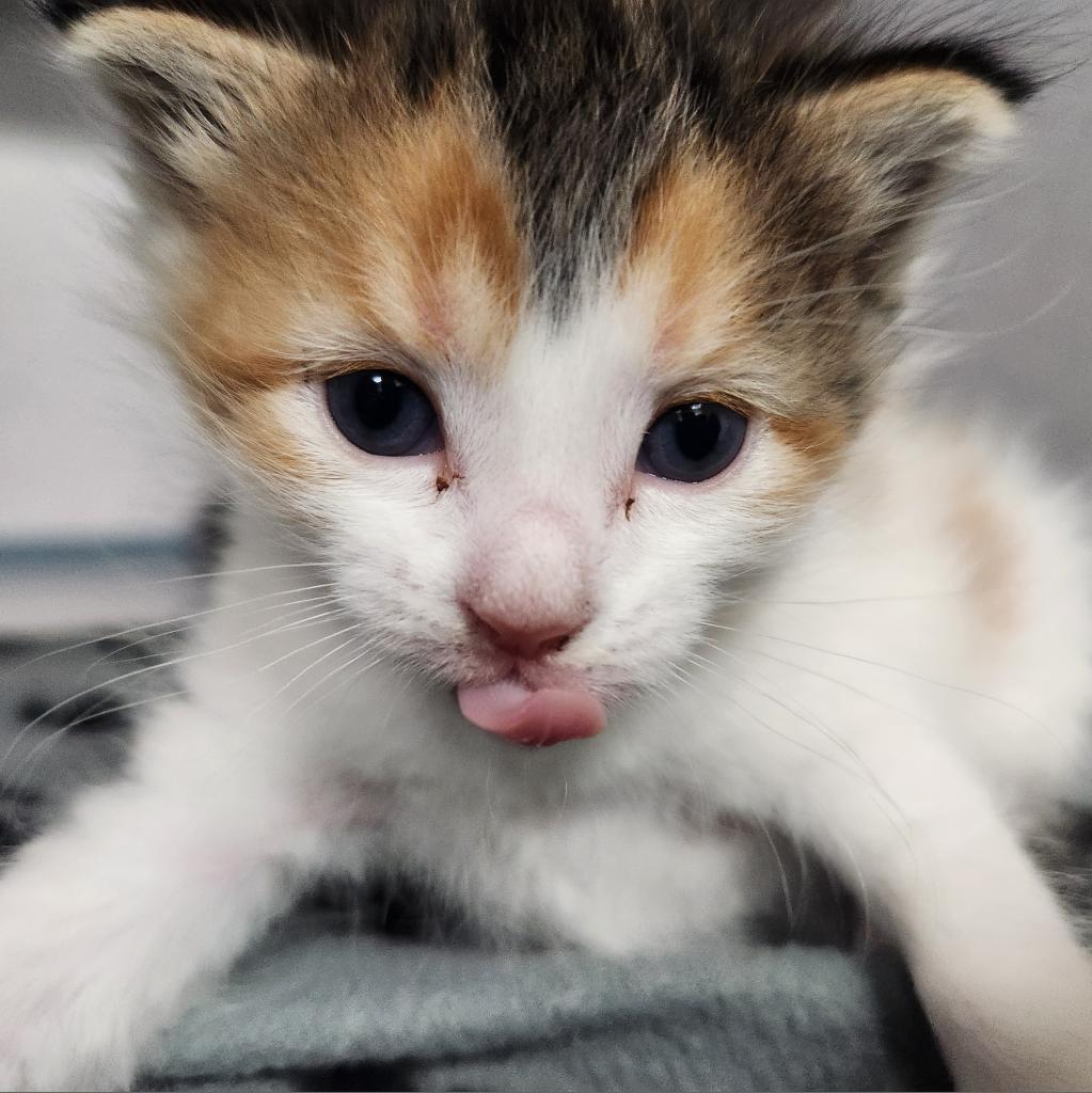 Daisy, an adoptable Domestic Short Hair in North Battleford, SK, S9A 2M7 | Photo Image 4