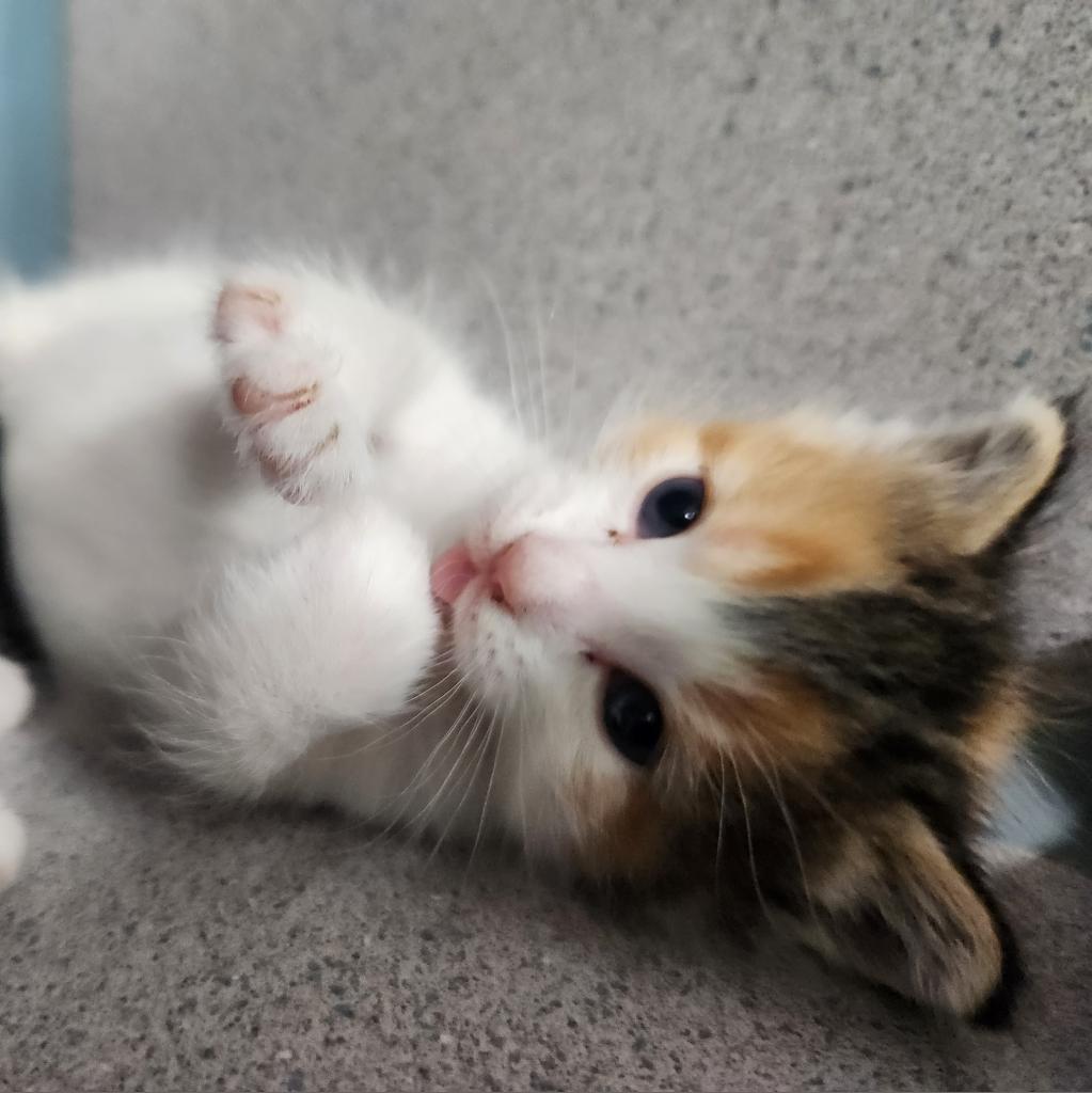 Daisy, an adoptable Domestic Short Hair in North Battleford, SK, S9A 2M7 | Photo Image 5