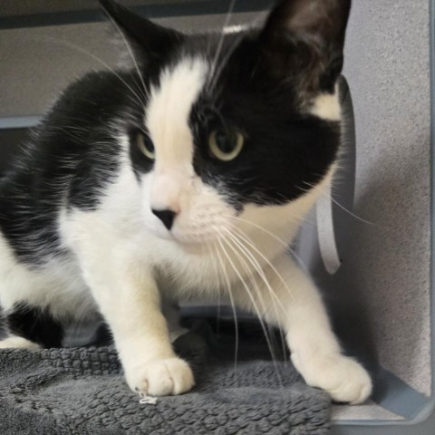 Eightball, an adoptable Domestic Short Hair in North Battleford, SK, S9A 2M7 | Photo Image 1