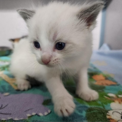 Baby Mario, an adoptable Domestic Short Hair in North Battleford, SK, S9A 2M7 | Photo Image 1