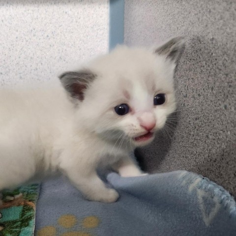 Baby Mario, an adoptable Domestic Short Hair in North Battleford, SK, S9A 2M7 | Photo Image 2