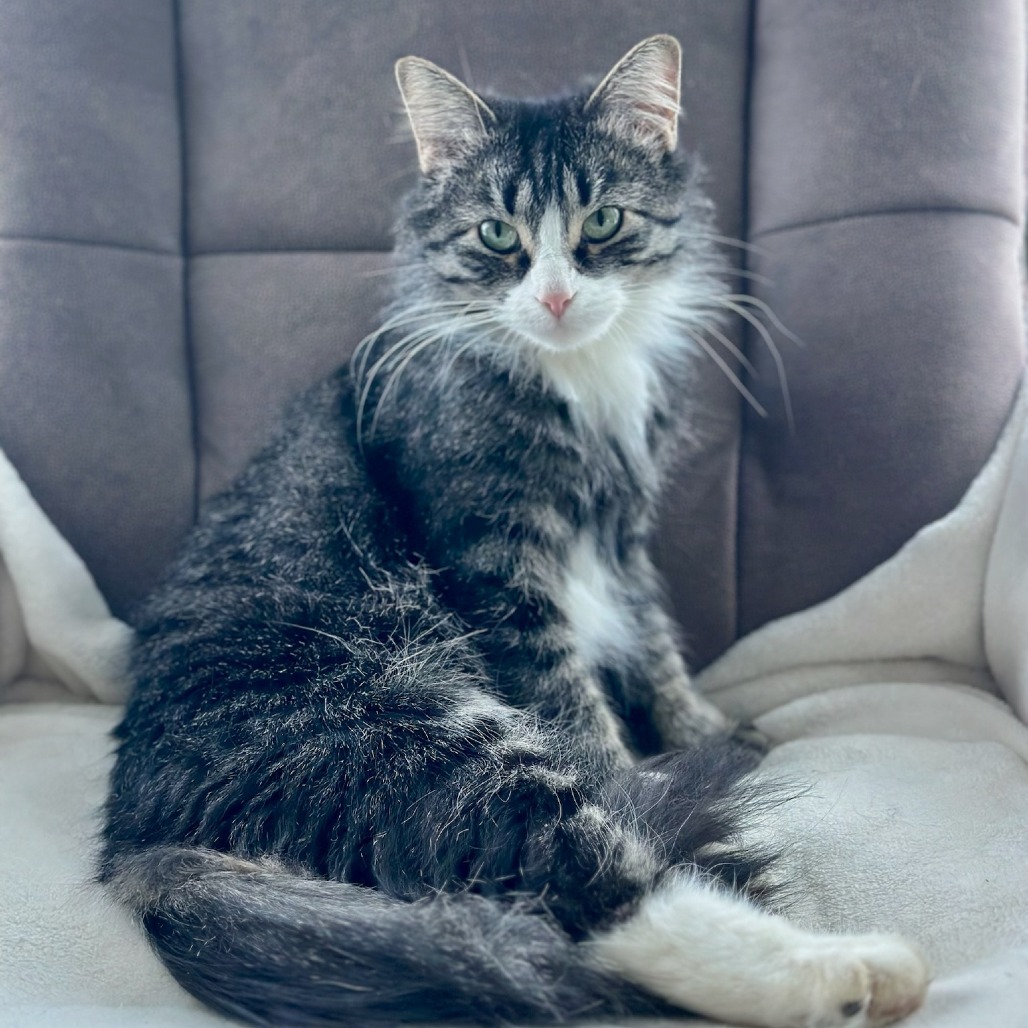 Toadette, an adoptable Domestic Short Hair in North Battleford, SK, S9A 2M7 | Photo Image 1