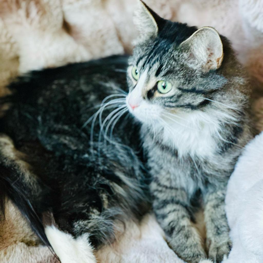 Toadette, an adoptable Domestic Short Hair in North Battleford, SK, S9A 2M7 | Photo Image 2