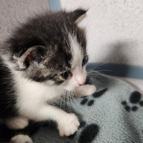 Birdo, an adoptable Domestic Short Hair in North Battleford, SK, S9A 2M7 | Photo Image 1